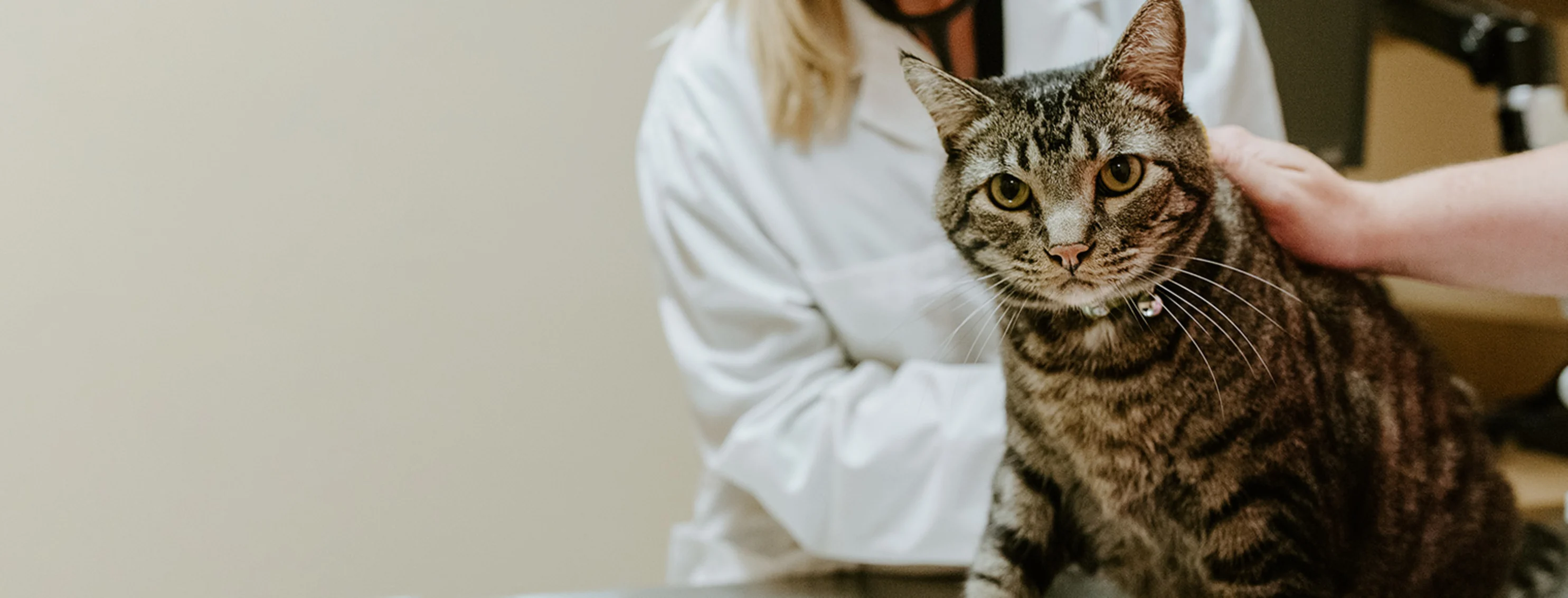 Cat looking at the camera while veterinarian holding the cat on the table in an exam room.